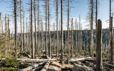 Neue Studie online! Erste globale Klimarisikokarte für den Wald