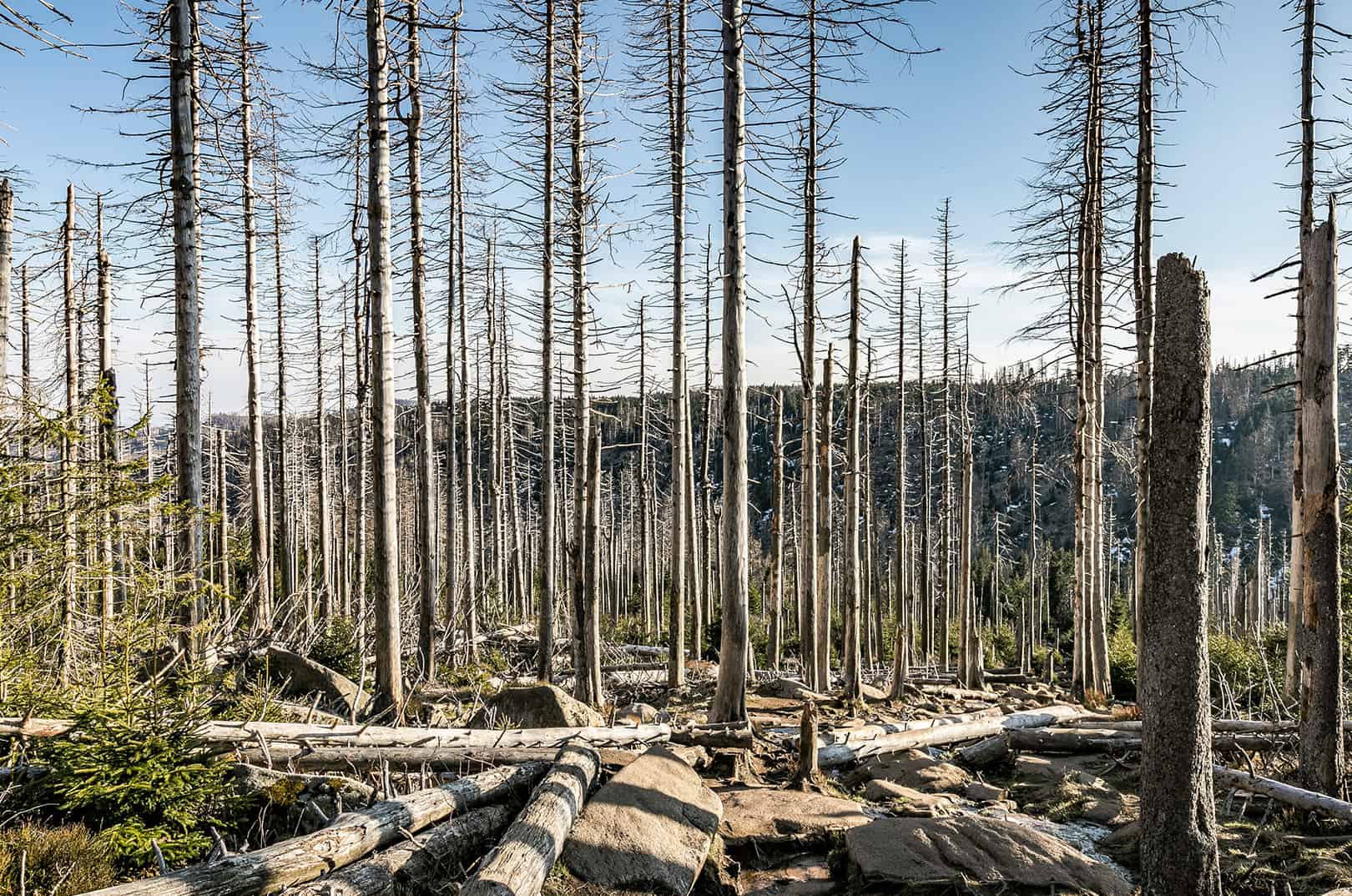 waldgeschichten-klimarisikokarte-fuer-den-wald-bild-waldsterben