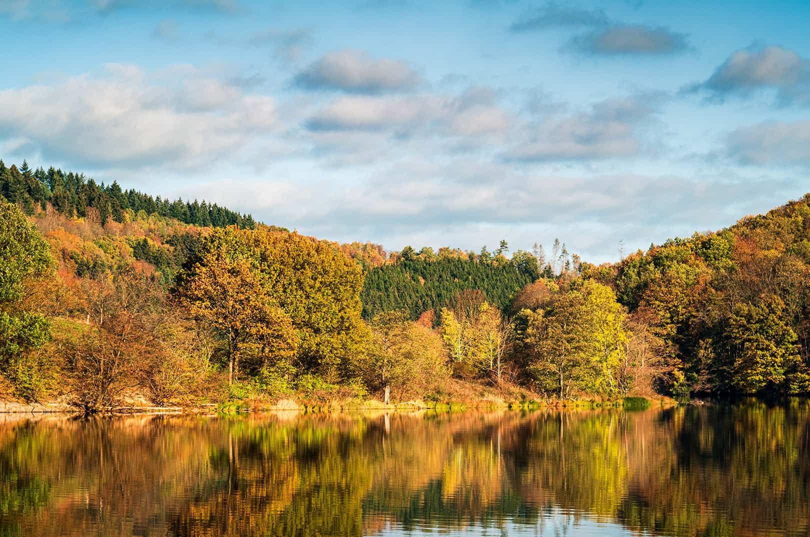 waldgeschichten-wald-der-zukunft