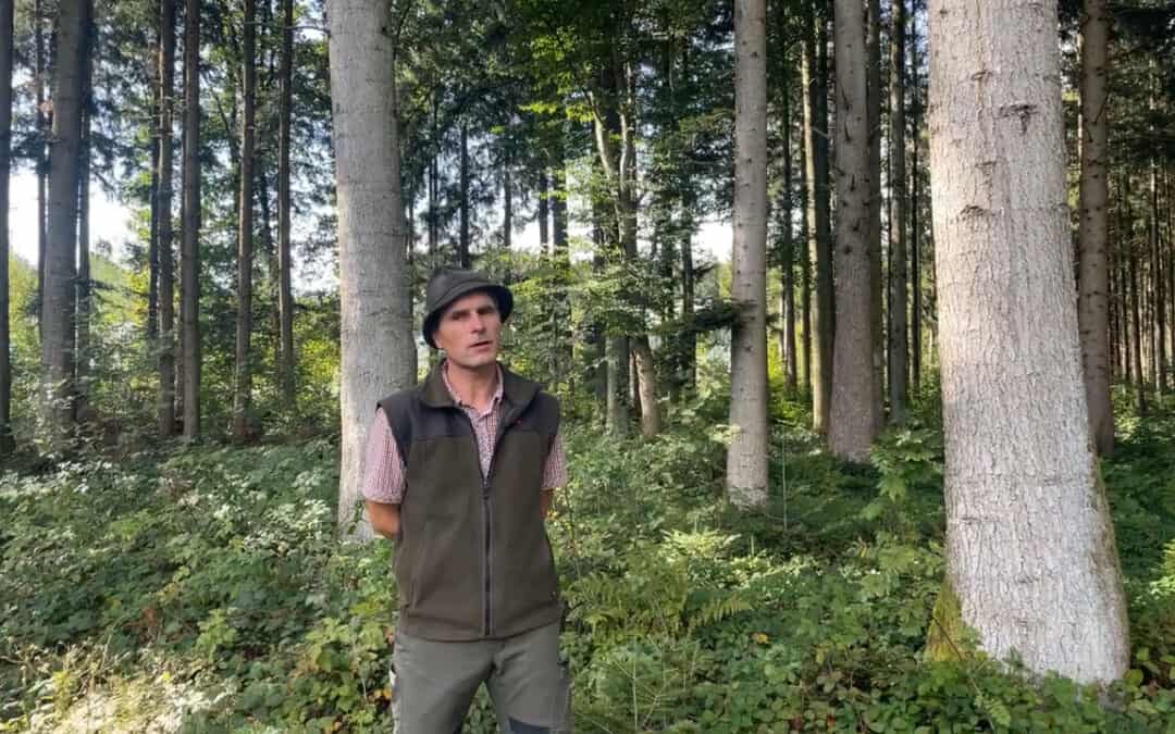 Waldpflegeverträge unterstützen Waldbesitzer:innen ohne forstliches Wissen