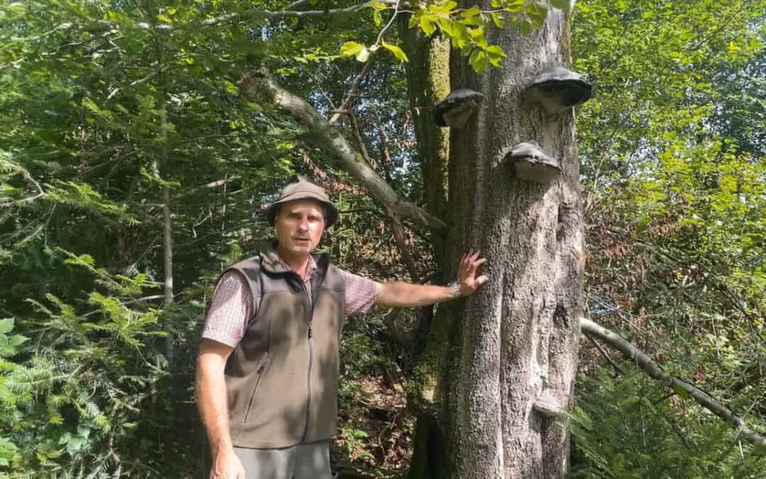 Habitatbäume, Totholz und Biodiversität sind für klimafitte Wälder wichtig