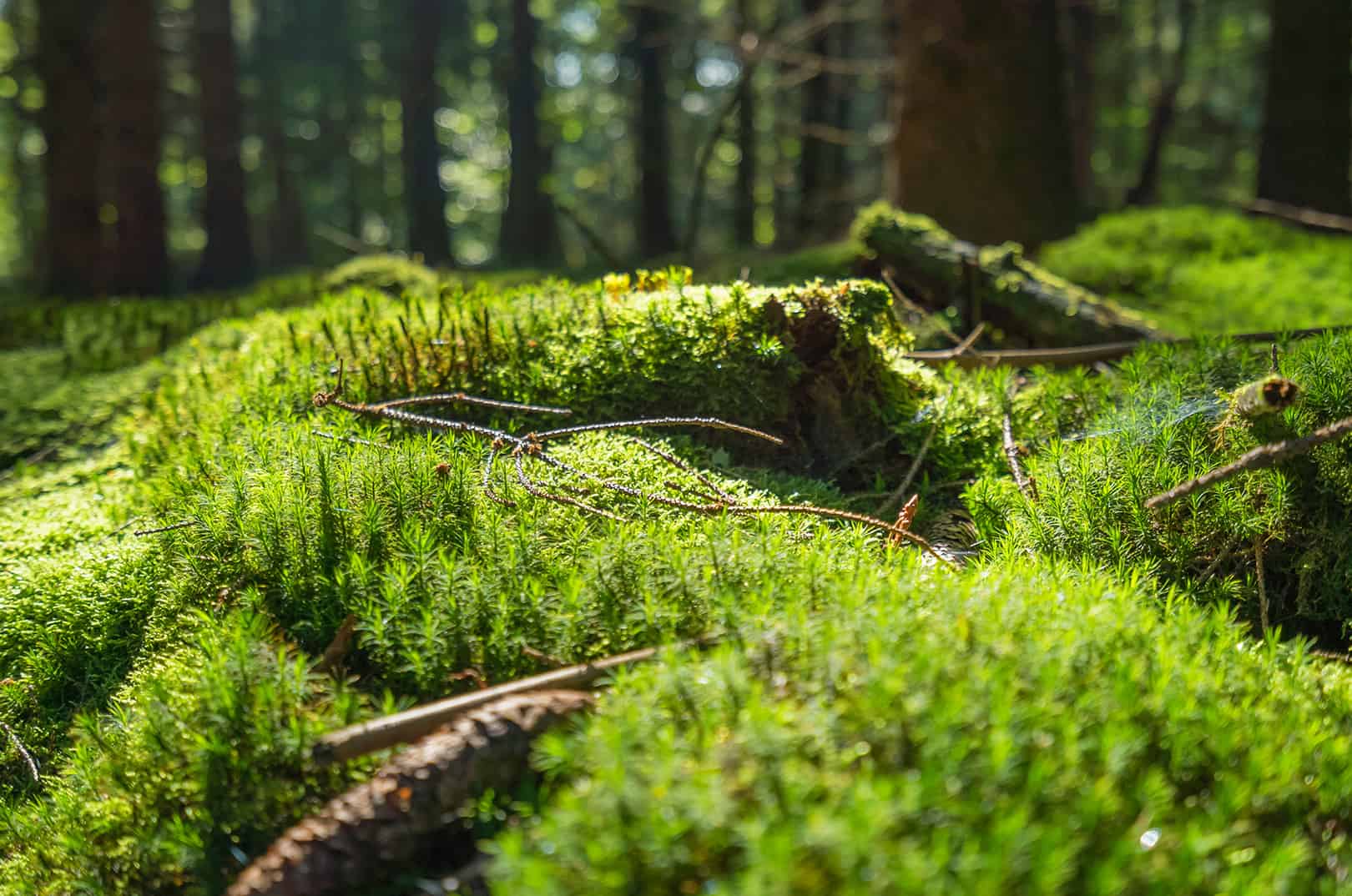 waldgeschichten-trittsteinbiotope-17-oktober-2022-bfw-biosa