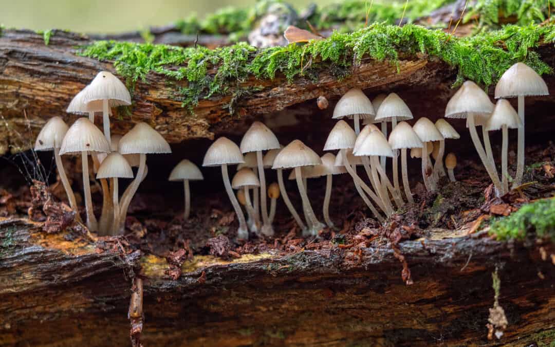 Pilze sind für das Funktionieren der Ökosysteme unseres Planeten unentbehrlich