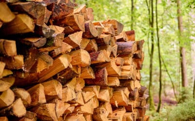 waldgeschichten-woher-brennholz-stapel-wald-holz.zum-heizen