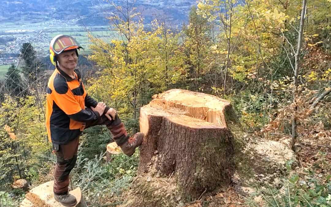 Wälder und Holz nachhaltig nutzen zum Wohle des Klimas