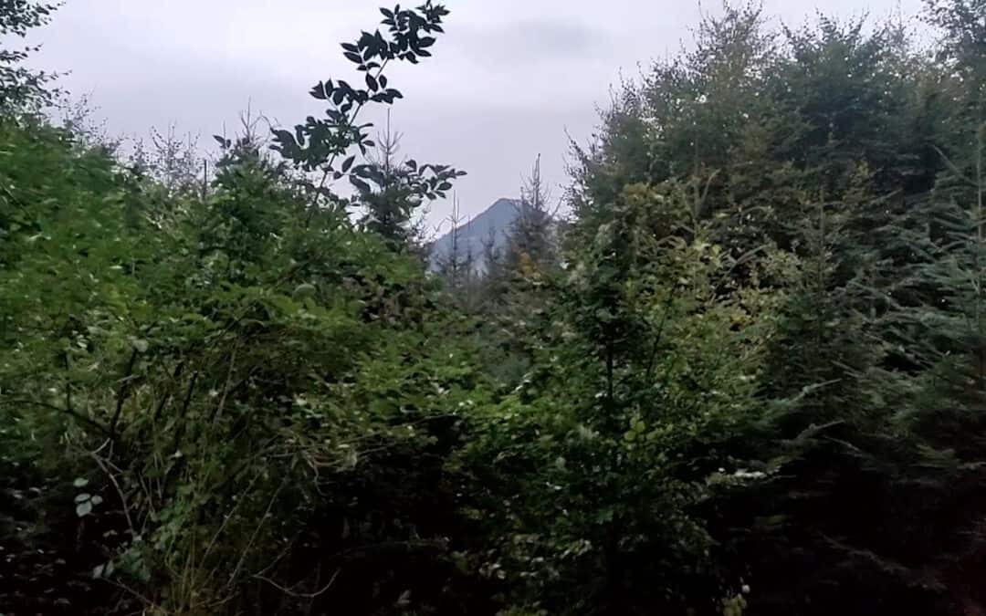 Richtige Waldbewirtschaftung vereint Ökologie und Ökonomie