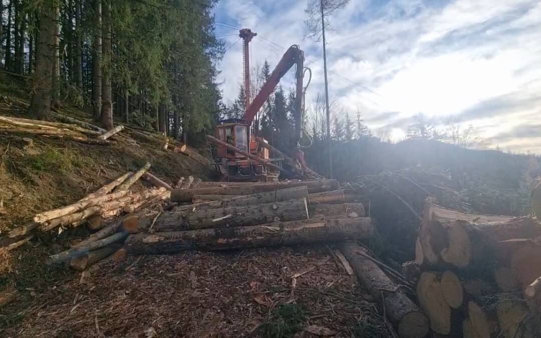 Holzernte: Seilgerät in Action