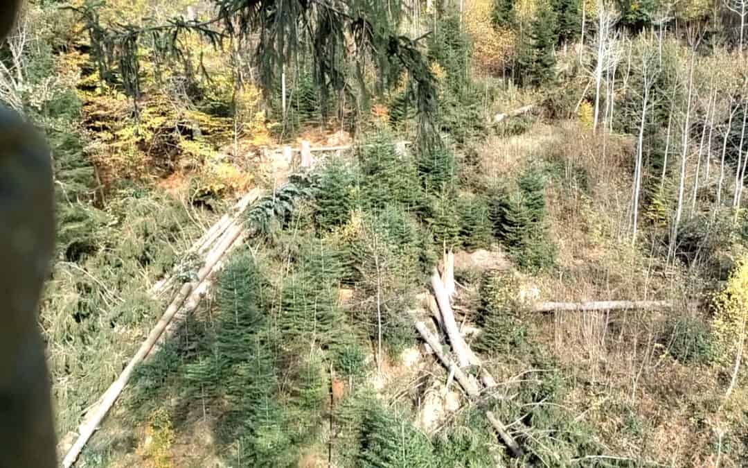 Mit Günter hoch hinaus beim Seilkran Einsatz
