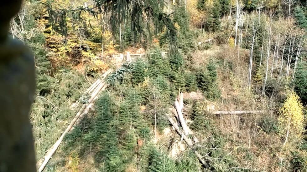 waldgeschichten-video-wald-app-guenter-bei-der-holzernte-beim-seilkran-einsatz