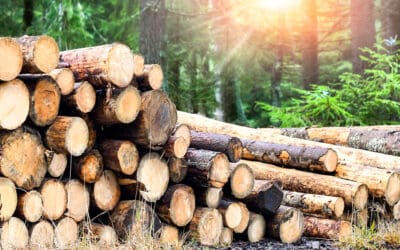 Neues Positionspapier des ÖFV: Energetische Verwertung von Holz