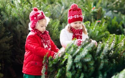 waldgeschichten-weihnachtsbaeume-aus-oesterreich-erkennen