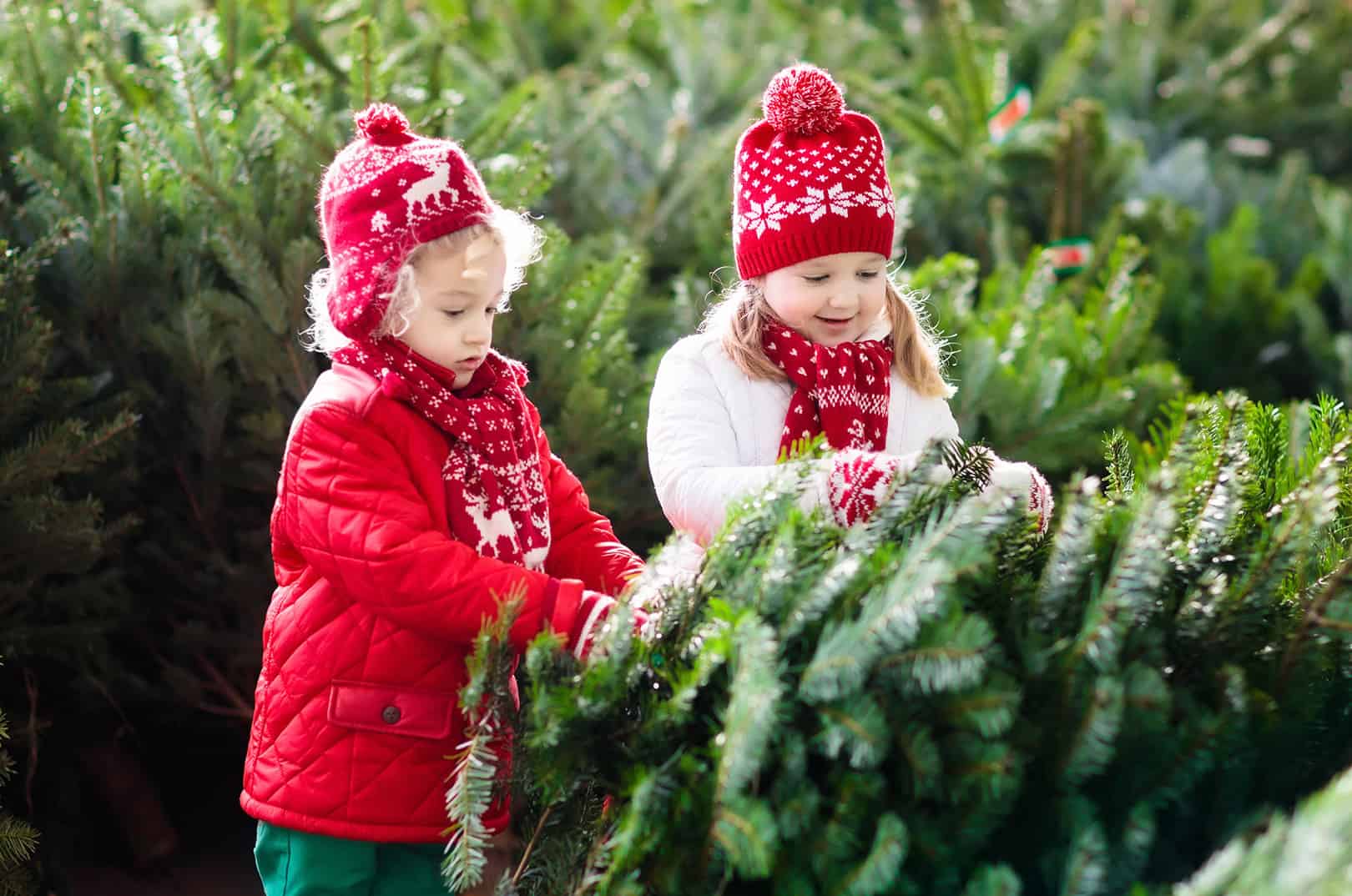 waldgeschichten-weihnachtsbaeume-aus-oesterreich-erkennen