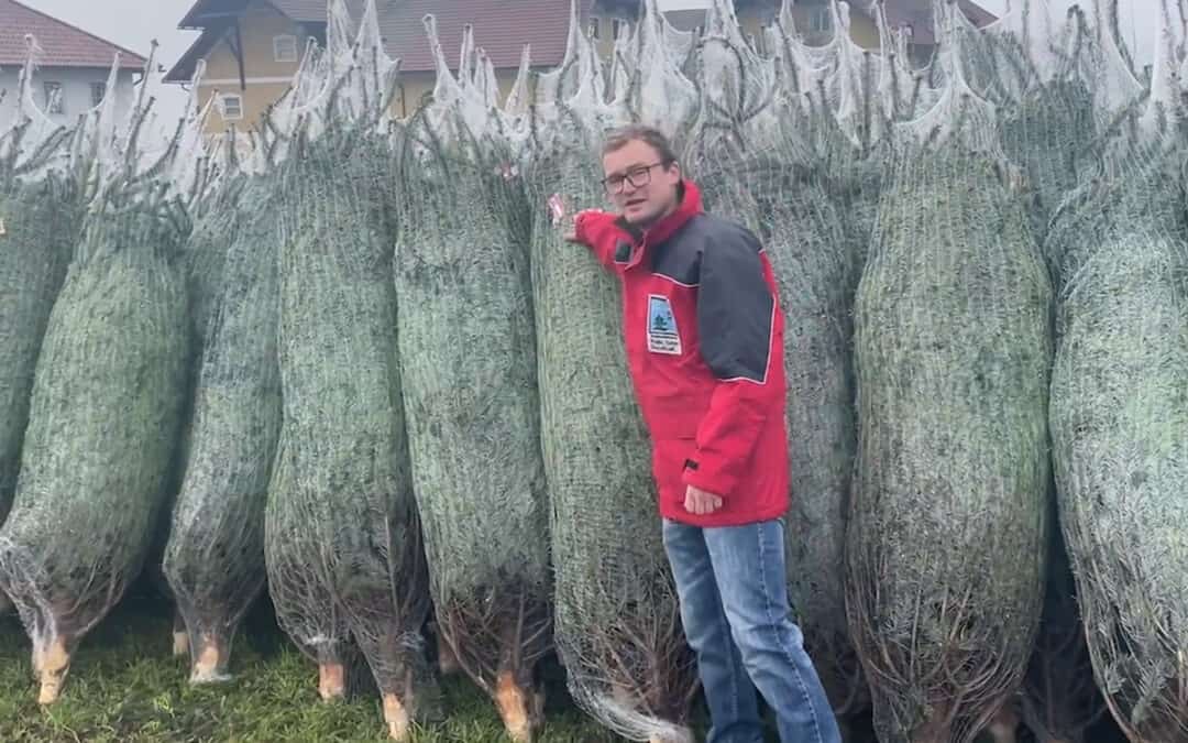 Heimische Christbaumbauern stehen für Qualität