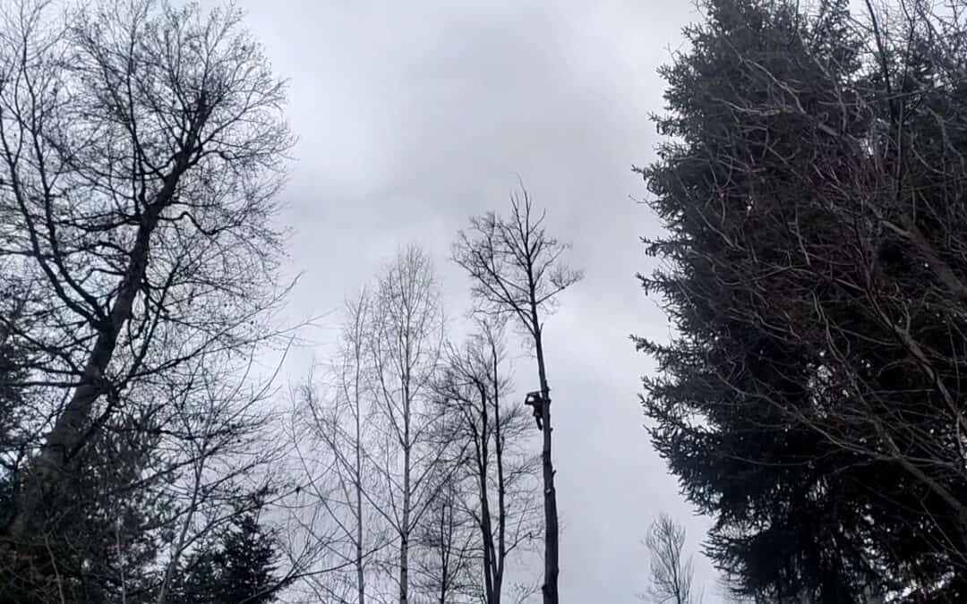 Waldarbeit: Viel Aufwand zum Schutz der Jugend