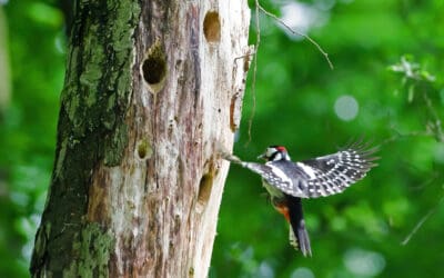 Biodiversitätsstudie: Hohes ökologisches Potenzial von Wirtschaftswäldern