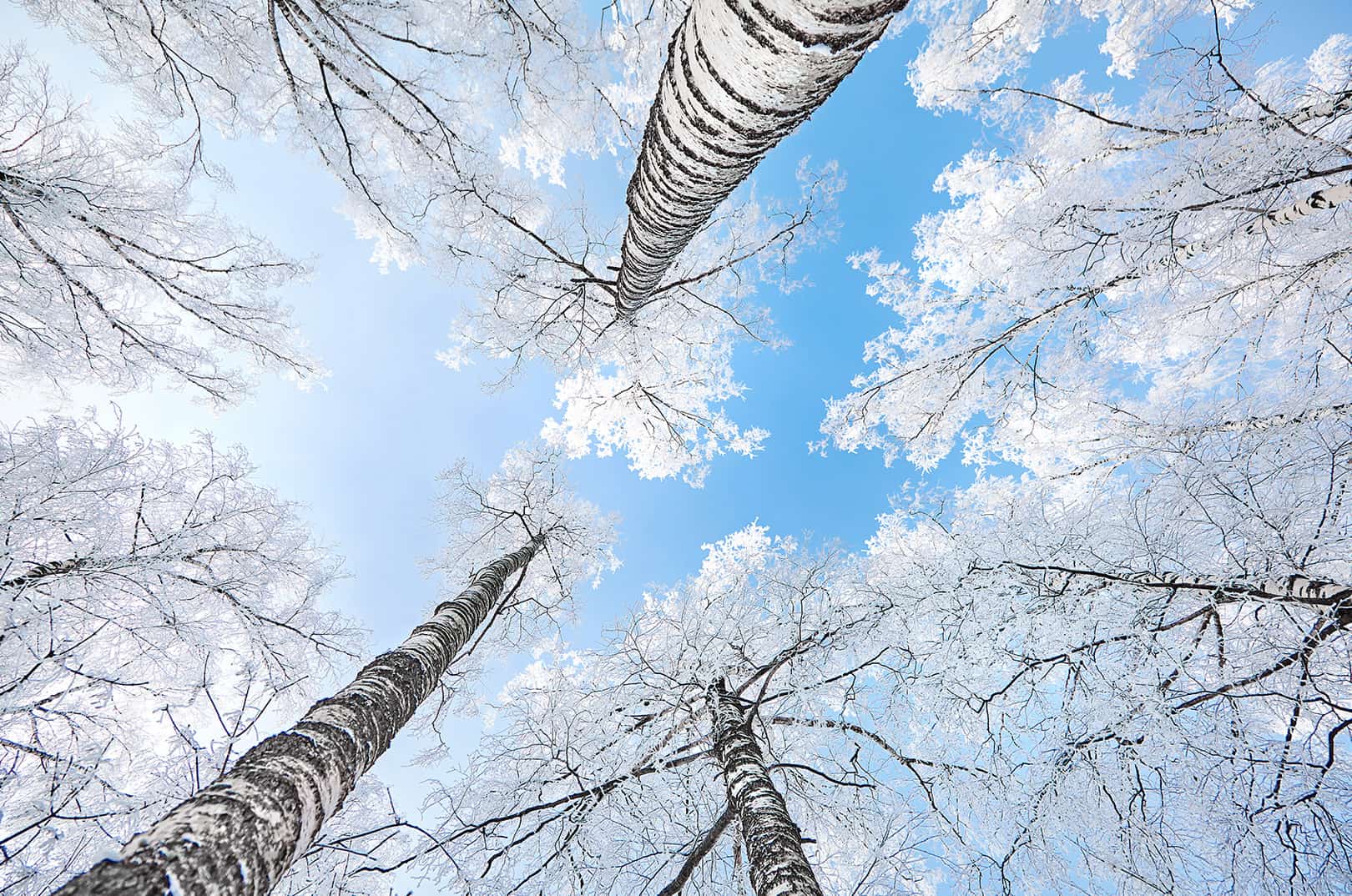 waldgeschichen-ausflugstipps-winterwanderungen-spaziergaenge-im-winterwald-birken