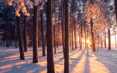 waldgeschichen-spaziergaenge-im-winterwald-sonnenstrahlen-zwischen-baeumen