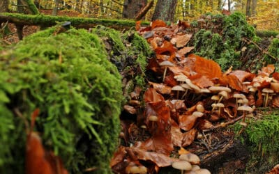 waldgeschichten-waldoekologie-und-naturaummanagement-fast-pichl