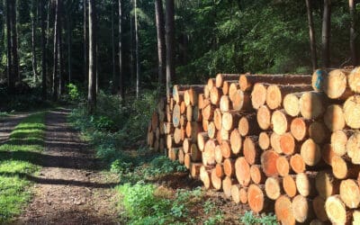 Forst- und Landwirtschaft als Königsweg beim Klimaschutz