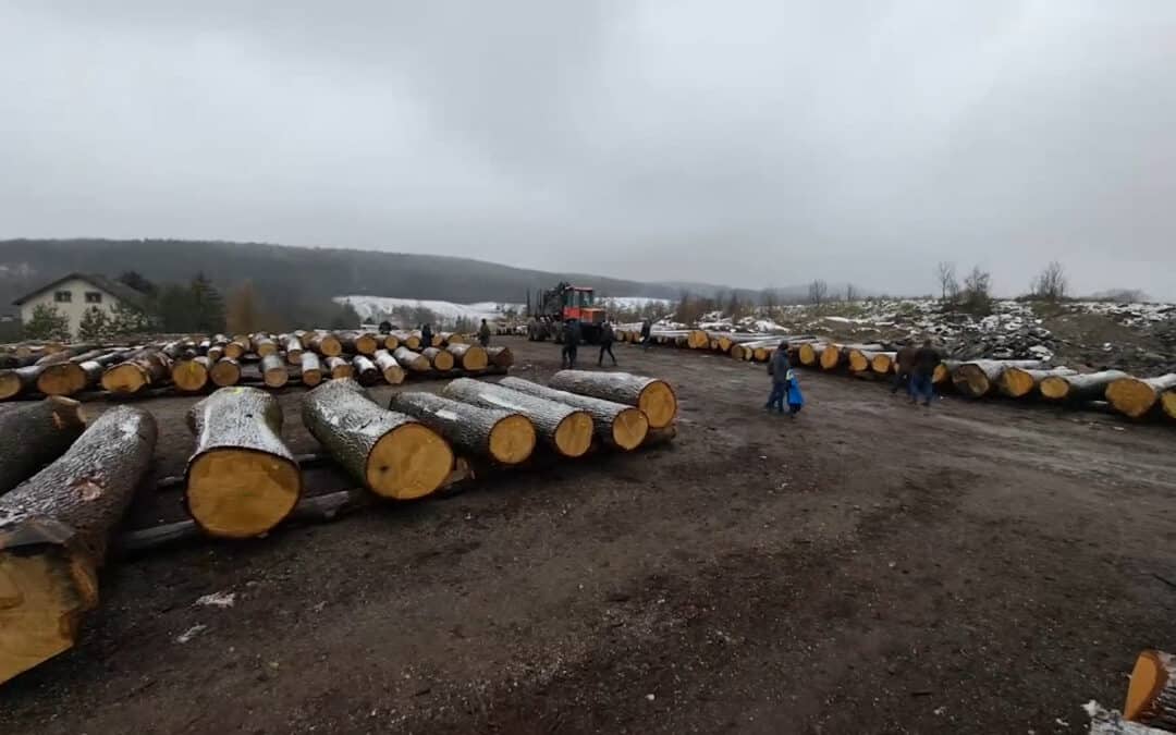 Starke Stücke – Wertholzsubmission