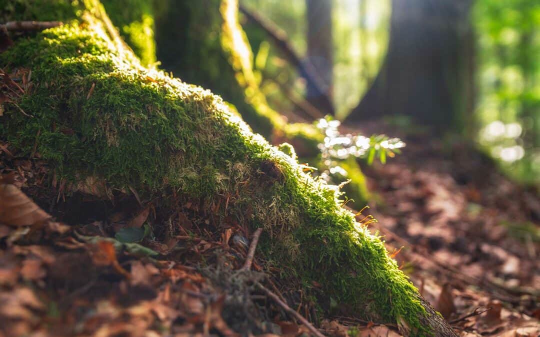 Was von “Wald-Bestseller”-Thesen zu halten ist