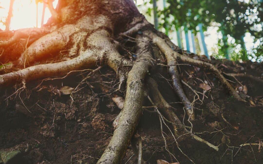 Können Bäume unterirdisch kommunizieren? Wohl eher nicht!