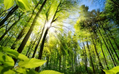 21. März: Internationaler Tag des Waldes