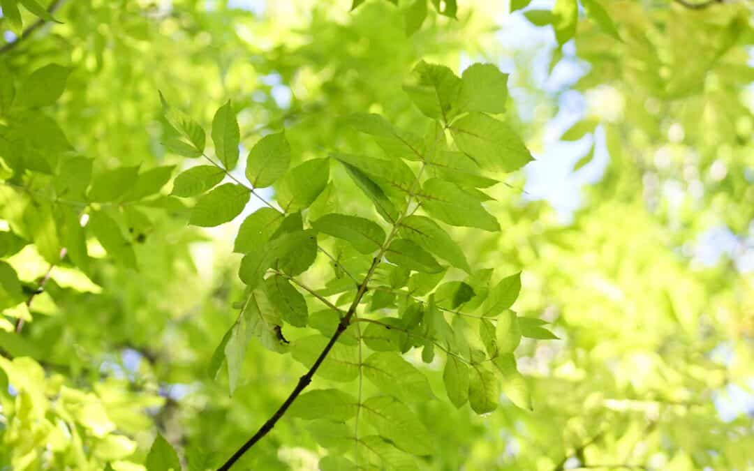 Projekt “Esche in Not”