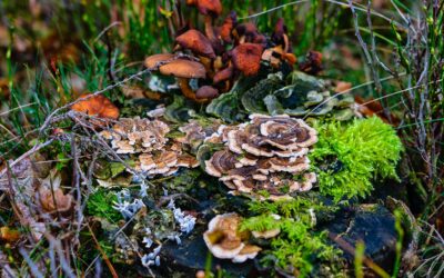 waldgeschichten-projekt-bimuwa-biodiversitaet-und-multifunktionale-bewirtschaftung-totholz-pilze