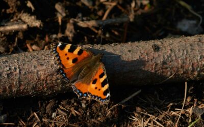 Leitbildkonzept zur Biodiversitätssicherung im Wald entwickelt