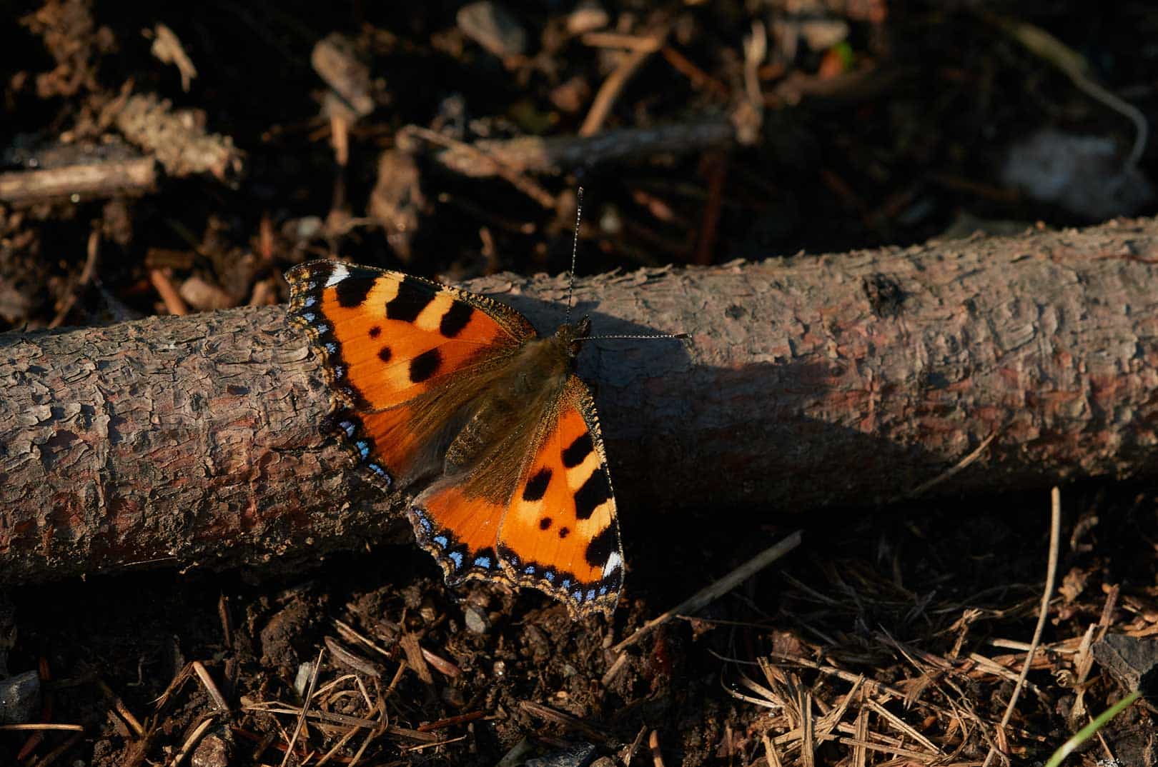 biodiversitaetssicherung-im-wald-leitbildkonzept-bimuwa-schmetterling-auf-totholz