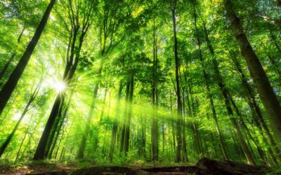 waldgeschichten-tag-des-waldes-sonne-leuchtet-durch-die-baeume-faqs-wald