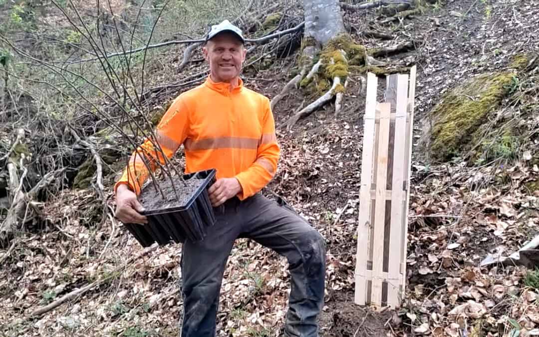 Dem Ulmensterben entgegenwirken