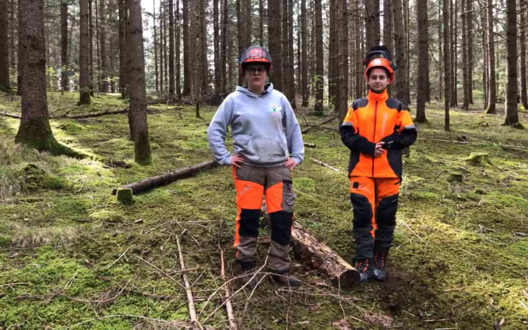 Totholz im Wald – Quelle für unzähliges Leben