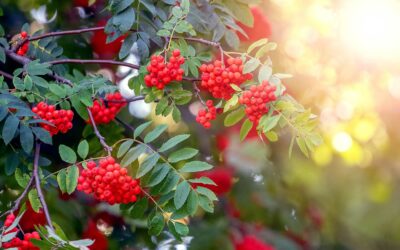 waldgeschichten-baum-des-jahres-eberesche