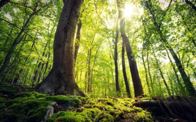 waldgeschichten-die-stockwerke-des-waldes-lebensraum-wald