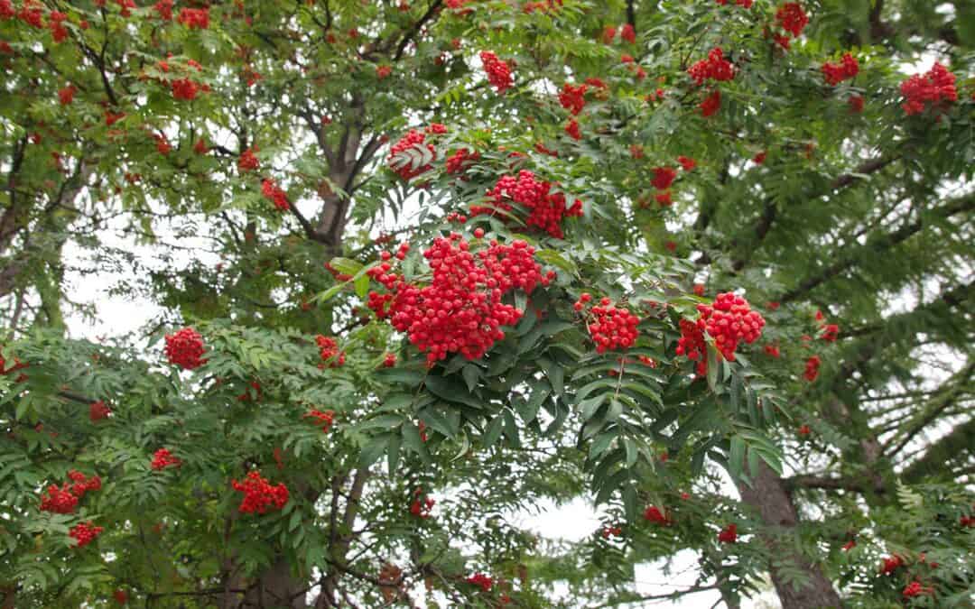 25. April ist der „Internationale Tag des Baumes“