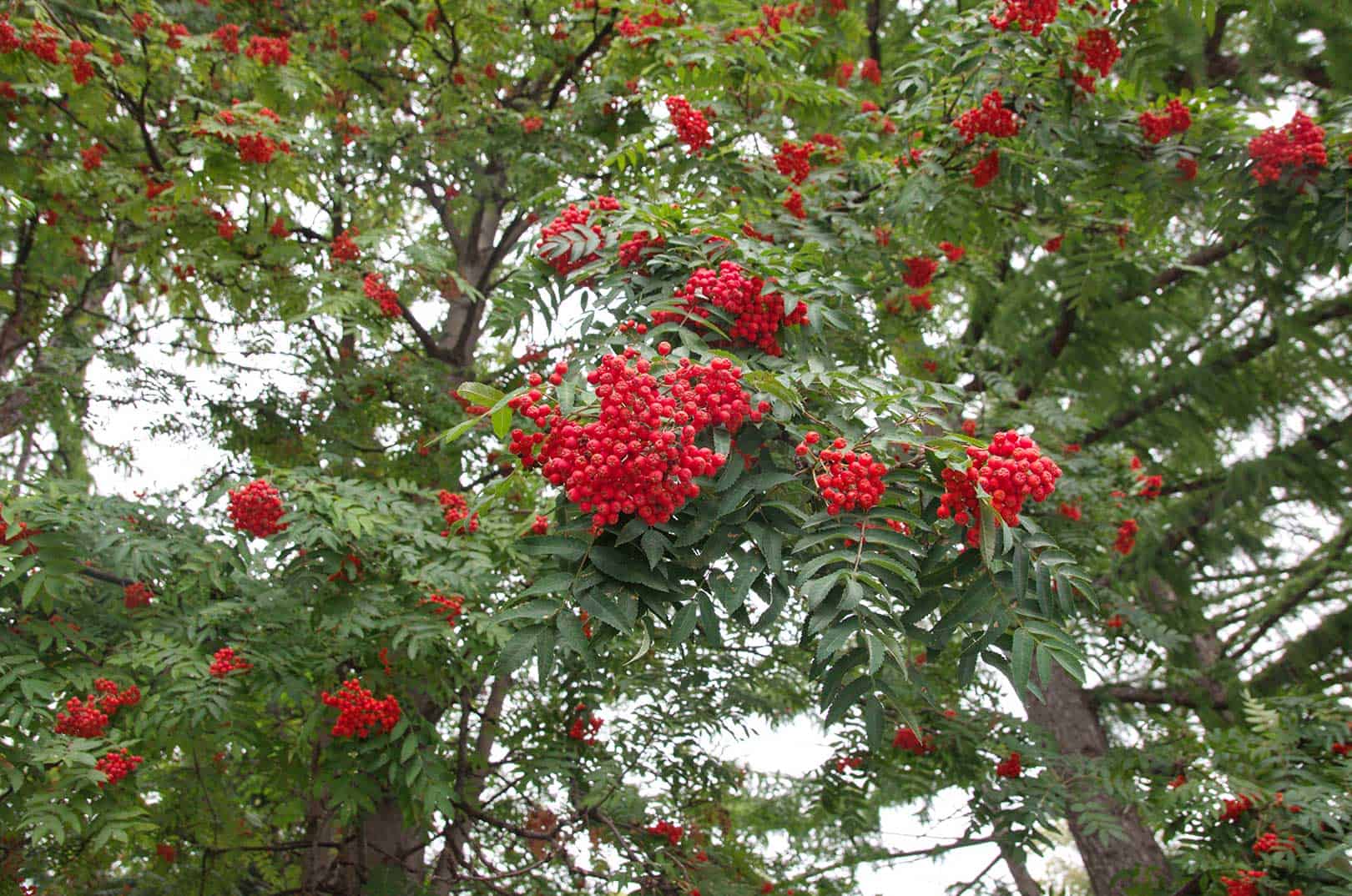 waldgeschichten-eberesche-vogelbeerbaum-baum-des-jahres-2023