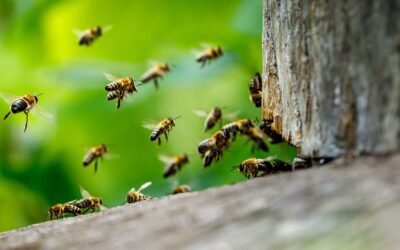 waldgeschichten-kiefer-zedlerei-bienenschwarm-fliegend