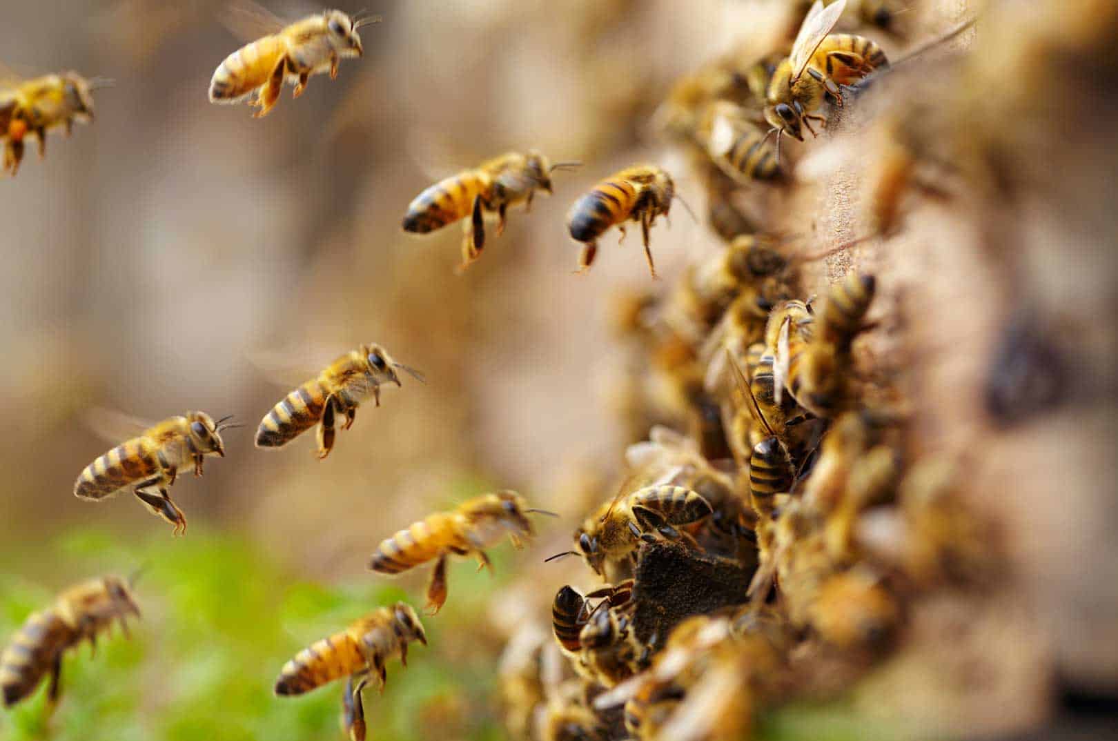 waldgeschichten-kiefer-bienenbehausungen-zeidlerei-bienen-im-wald