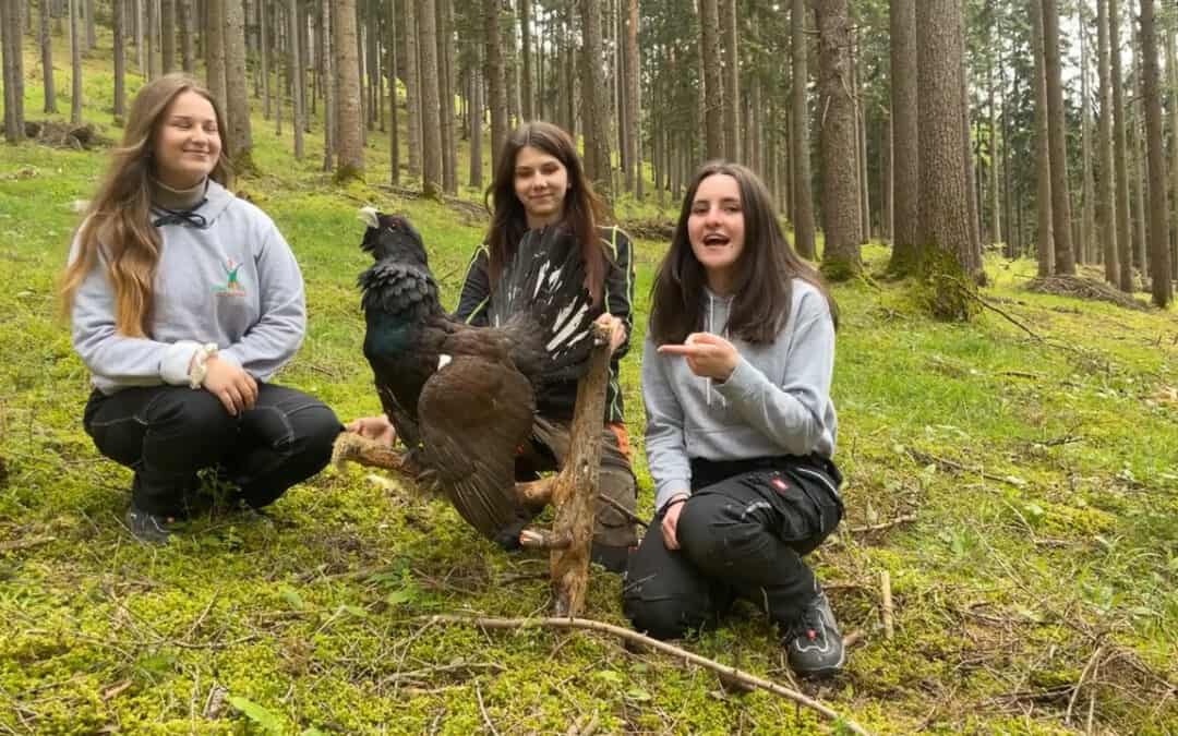 Das Auerhuhn als Schirmart