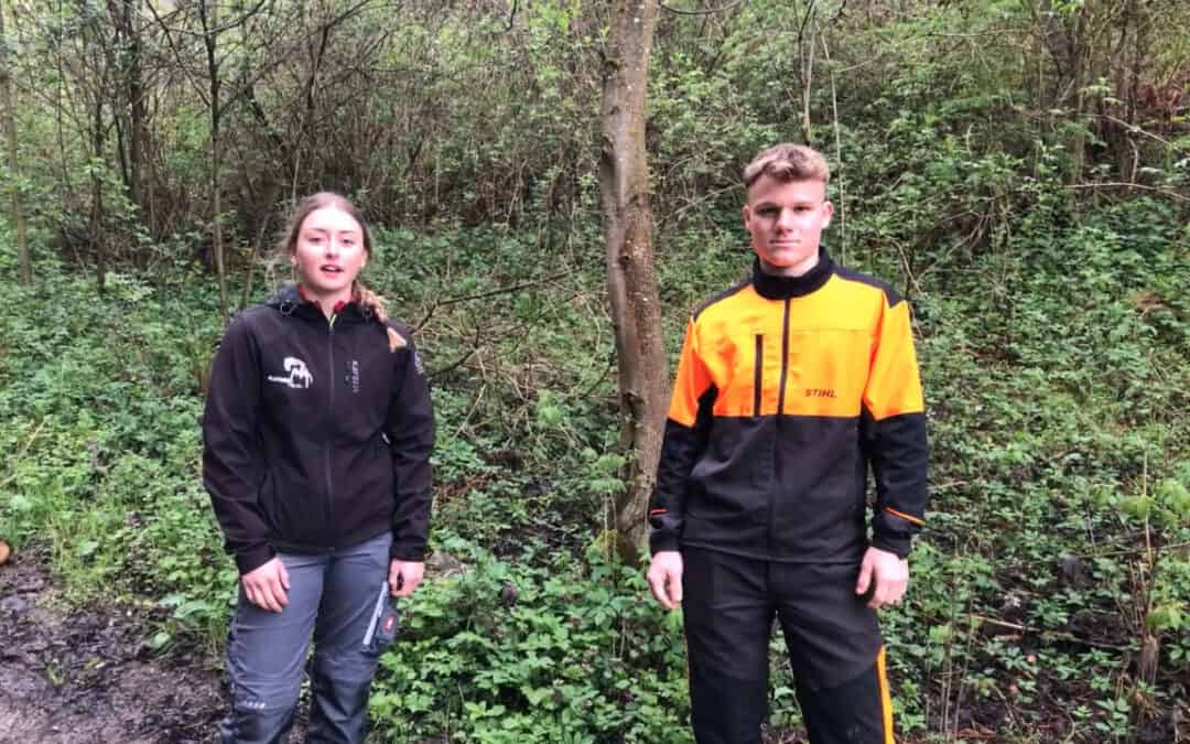 Waldameisen als wesentlicher Bestandteil des Waldes