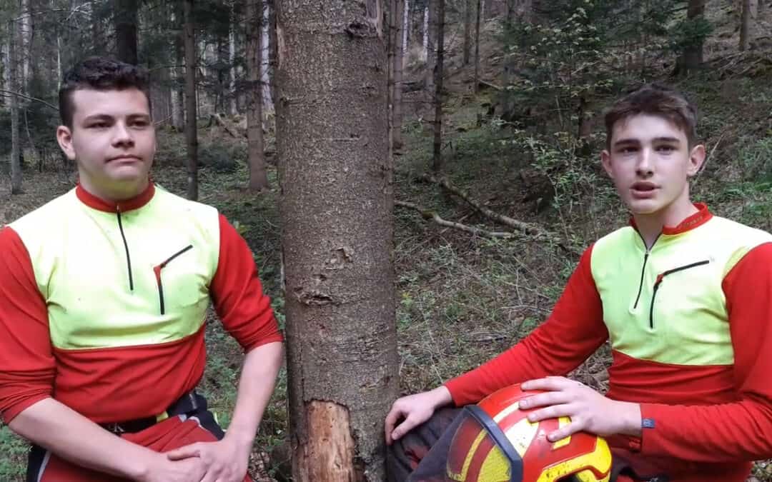 Totholz als Wohnraum für Gegenspieler von Waldschädlingen