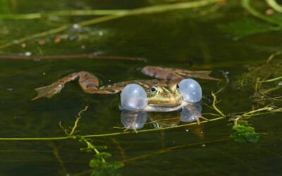 waldgeschichten-amphibien-bedroht-kleiner-wasserfrosch