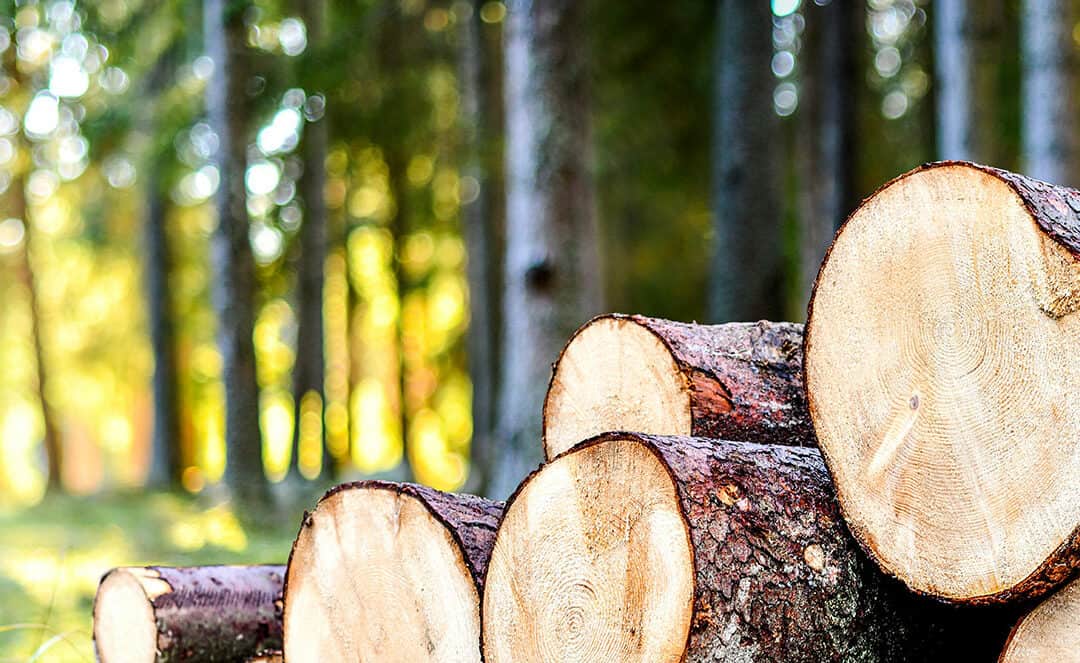 Holz ist erneuerbar!