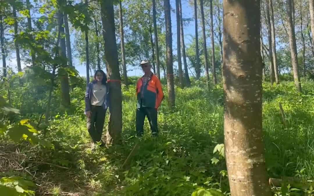 Laubmischwaldprojekt in Oberösterreich 2/4