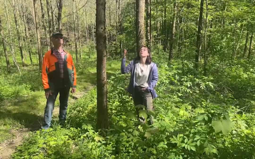 Laubmischwaldprojekt in Oberösterreich 3/4