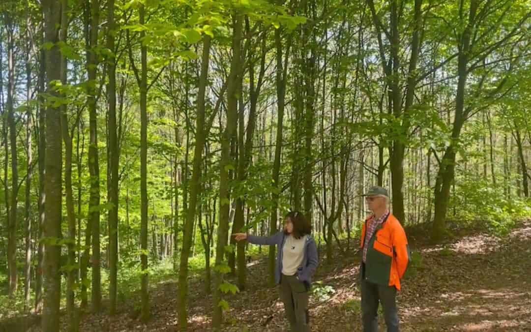 Laubmischwaldprojekt in Oberösterreich 4/4