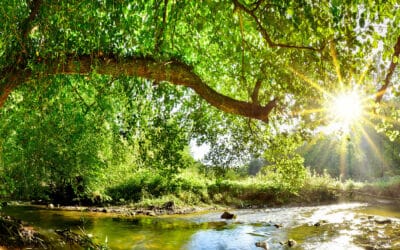 Wissen für den Wald: BFW-Projektdatenbank ist online!