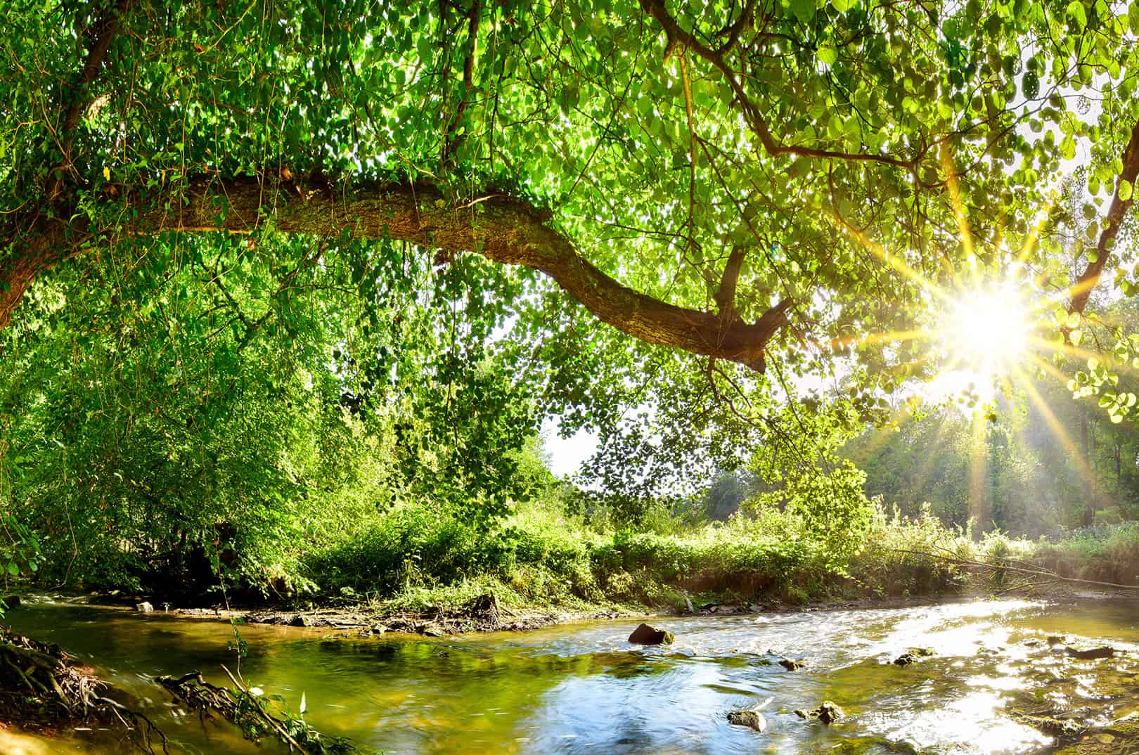 Waldgeschichten-Wissen-fuer-den-Wald-BFW-Projektdatenbank